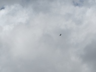 An eagle overhead